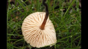 Marasmius scorodonius