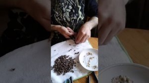 Кедровые орехи . Орехокол своими руками .