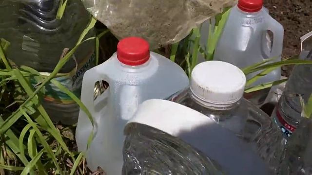 Как я сохранила лимонную траву от зимнего сезона! смотреть онлайн