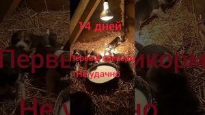 Рождение Биглей, будущих охотников