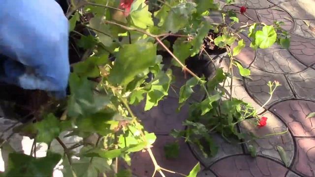 ПЕЛАРГОНИИ. УПЛОТНЕНИЕ КУСТОВ ДЛЯ ЗИМОВКИ. смотреть онлайн