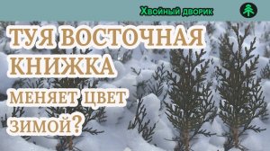 Туя восточная книжка меняет цвет зимой? питомник "Хвойный дворик" вопрос ответ