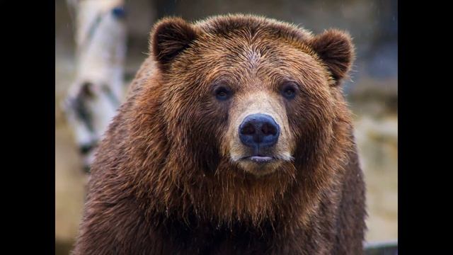 К чему снится медведь. Значение сна про медведя. Толкование сна Медведь.