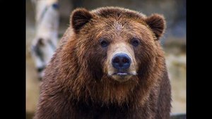 К чему снится медведь. Значение сна про медведя. Толкование сна Медведь.