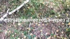 ТИХАЯ ОХОТА ЗА ГРИБАМИ В ЕГОРЬЕВСКЕ l ГРИБНАЯ ПОЕЗДКА  ЕГОРЬЕВСК, МОСКВА ОСЕНЬ 2020 l ЕСТЬ ЛИ ГРИБЫ
