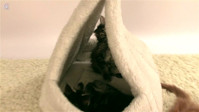 Котята мейн кун в 2 месяца питомник Grey Claw`s www.coonplanet.ru
