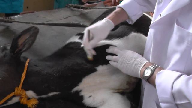 Блокада звездчатого ганглия у теленка. Stellate ganglion block. Docent A.D. Stepanov, ПДАТУ смотреть онлайн