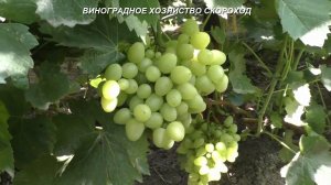 Сорта винограда 2020. Заря Несветая и Аркадия - сорта выручаги