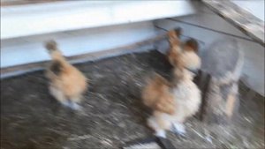 Алмазный фазан какого же он пола!?Нашла курочку которую били гуси.