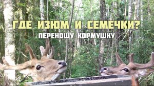 Где изюм и семечки? Переношу кормушку.