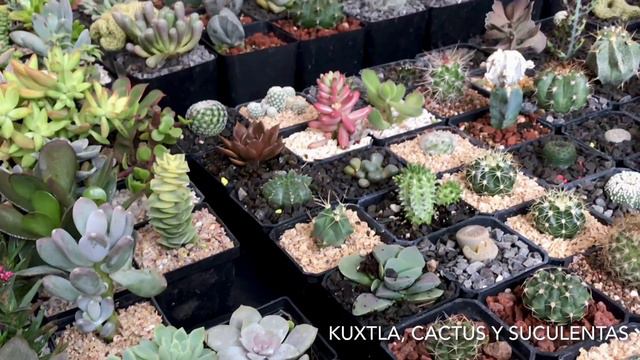 Expo suculentas Querétaro смотреть онлайн