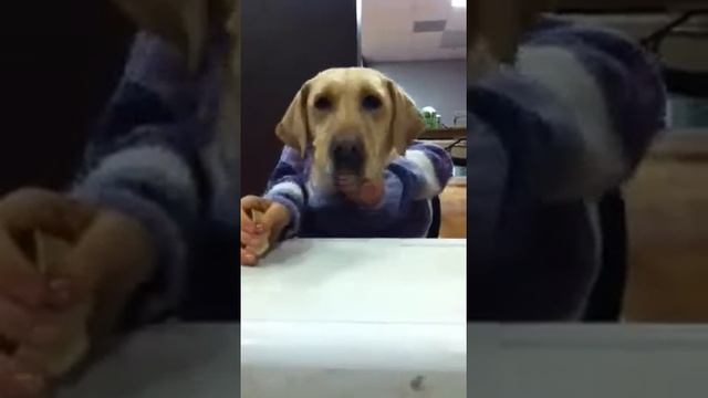 Dog head eating?