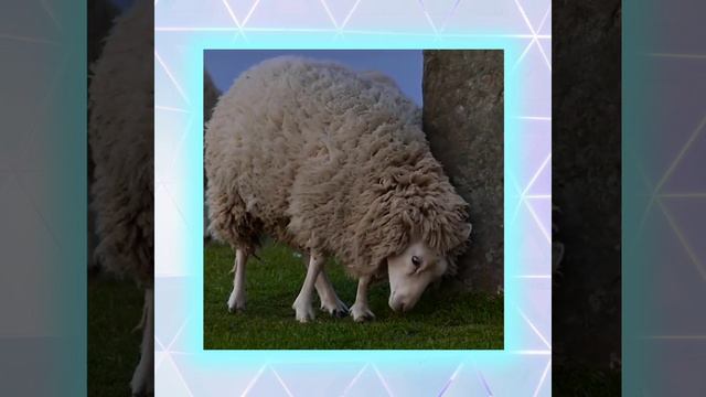 🐏