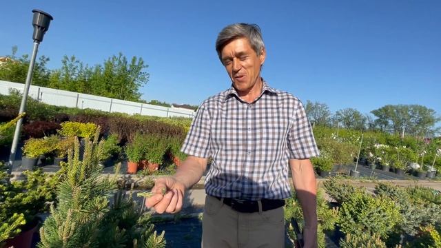 Пушистая сосна, как сделать ее такой? смотреть онлайн