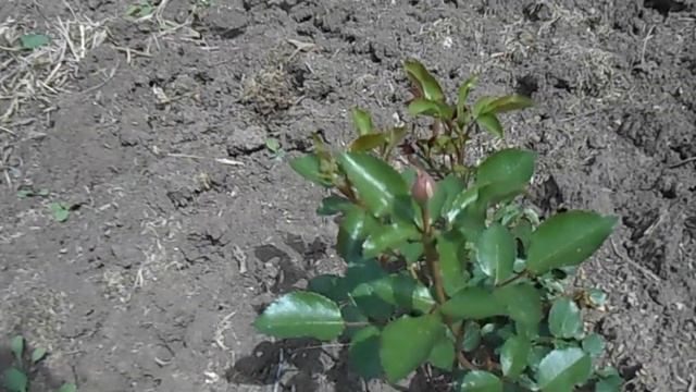 Розы на 29 мая смотреть онлайн