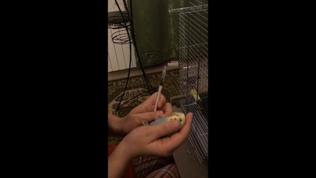 Лечение попугая