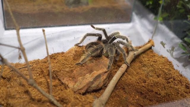 AS BRIGAS DE INSETOS MAIS INSANAS | TOP7 BATALHAS DE INSETOS смотреть онлайн