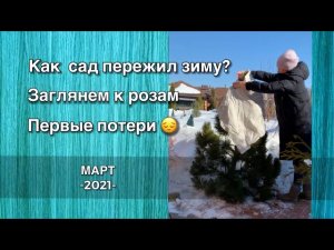 Прогулка по саду | Розы | Ожог хвойных | Гортензии | Архив 2021 Дневник садовода