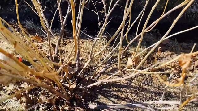 Обзор рассады! Формируем черную смородину! Утка на обед#обзоррассадымарт#формированиечернойсмородин смотреть онлайн