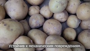 Сорт картофеля Ривьера. Potato seeds Riviera.