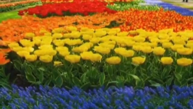 Доставка цветов по Москве, быстро доставим цветы в Москве
