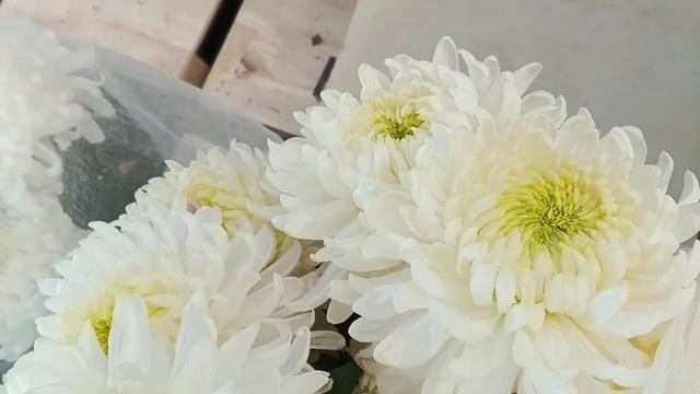 первый срез!!! смотреть онлайн