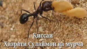 КИСМИ ХАЗРАТИ СУЛАЙМОН ВА МУРЧА