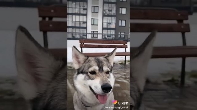 смешка хаски и корги смотреть онлайн