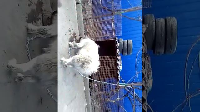 Кавказская овчарка папа и мама щенки смотреть онлайн