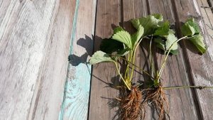 И снова о клубнике. Усы... Выбираем и садим.