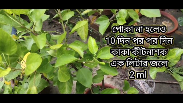 joba plant care || Hibiscus plant care in rainy season || Hibiscus plant growing tips || joba flowe