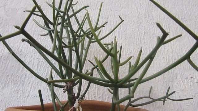 #Suculentadodia! | Euphorbia Tirucalli / Avelós смотреть онлайн