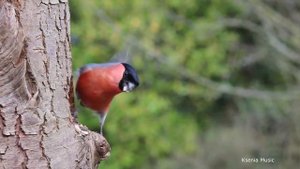 Спутались тропинки у лесной сторожки Романс КАВЕР