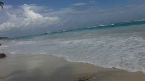 Эта пальма   не жилец