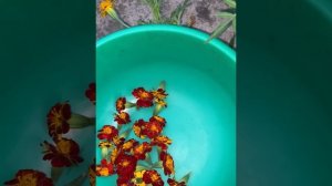 Какие бархатцы нужны для приготовление Имеретинского шафрана ( 1 часть)