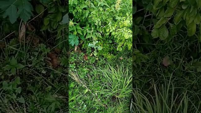 Собираем для заморозки на зиму иргу.