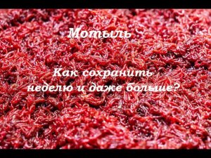 Рыбалка на фидер. Как сохранить мотыля между рыбалками?