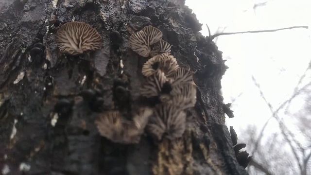 ‼️Найден редкий гриб‼️ Знакомьтесь:Гоенбуелия цифелловидная(Hohenbuehelia cyphelliformis) смотреть онлайн