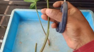 Propagate And Grow Any Syngonium Or Arrowhead Vine Plant Easily