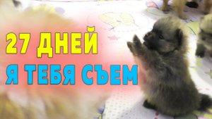 Щенкам шпица 27 дней. Почему не кормим щенков с блюдца. Игры шпица Оливии и щенка Крепыша