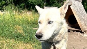 Собаки Новая порода Святорусский вой