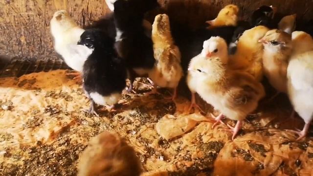 Гусиные яйцо инкубатор, цыплята и индюшата. Куриное яйцо на инкубацию смотреть онлайн