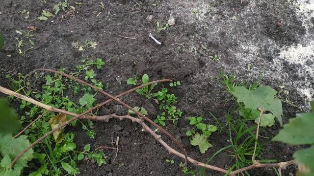 Виноград . Октябрь. Но резать пока рано смотреть онлайн