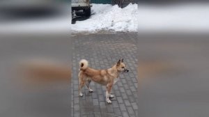 Собака лайка настоящая хозяйка | #shorts