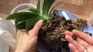 Белый налет в горшке орхидеи - что делать?