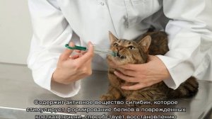 Гепатовет для кошек: инструкция по применению