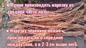 Памятка при нарезке чубуков для зимнего хранения, заготовка и хранения черенков винограда.