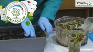 Посадка черенков колеуса. Колеус - выращивание.