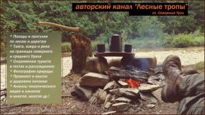Авторский канал "Лесные тропы"