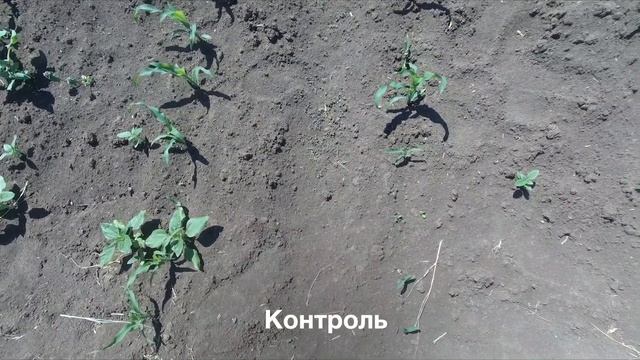 Почвенные гербициды на кукурузе, Краснодар смотреть онлайн